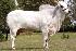 Raca: nelore padrao (corte) rgd: l4265
